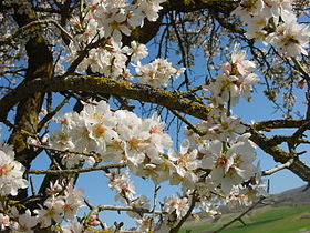 Fleurs d'amandier (Prunus dulcis)