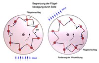 Begrenzung der Flügelbewegung durch Seile