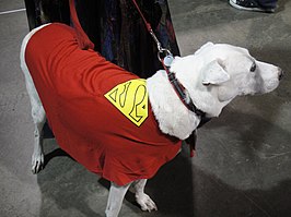 Hond, uitgedost als Krypto