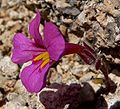 Mimulus bigelovii