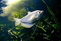 Moonlight gourami