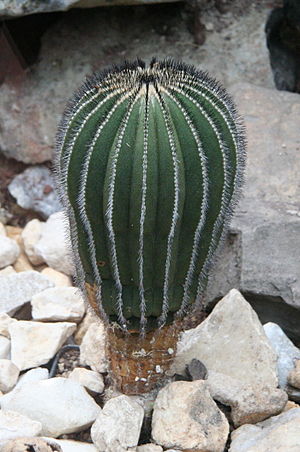 Uebelmannia pectinifera