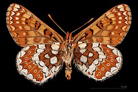 Euphydryas aurinia beckeri ♂ △