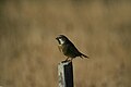 Canary-winged finch