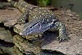 Ornate Monitor