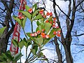 Fruit, Fukushima pref., Japan