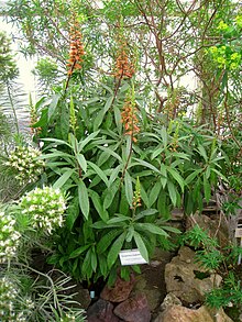 Isoplexis isabelliana - Berlin Botanical Garden - IMG 8781.JPG