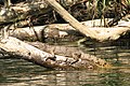 Los troncos abatidos en el agua ofrecen perchas y zonas de descanso a los pájaros y reptiles acuáticos.