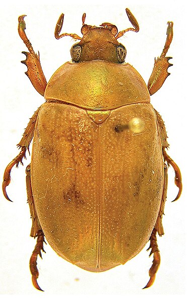 File:Male of Mesomerodon gilletti.jpg