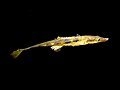 Sea stickleback