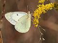 Underside of a white form female