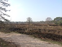 Bakkeveense Duinen in maart 2014.