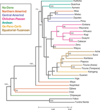 A language map with color. Branch lengths are scaled according to genetic distance, but for ease of visualization, a different scale is used on the left and right sides of the middle tick mark at the bottom of the figure. The tree was rooted along the branch connecting the Siberian populations and the Native American populations, and for convenience, the forced bootstrap score of 100% for this rooting is indicated twice. In the neighbor-joining tree, a reasonably well-supported cluster (86%) includes all non-Andean South American populations, together with the Andean-speaking Inga population from southern Colombia. Within this South American cluster, strong support exists for separate clustering of Chibchan–Paezan (97%) and Equatorial–Tucanoan (96%) speakers (except for the inclusion of the Equatorial–Tucanoan Wayuu population with its Chibchan–Paezan geographic neighbors, and the inclusion of Kaingang, the single Ge–Pano–Carib population, with its Equatorial–Tucanoan geographic neighbors). Within the Chibchan–Paezan and Equatorial–Tucanoan subclusters several subgroups have strong support, including Embera and Waunana (96%), Arhuaco and Kogi (100%), Cabecar and Guaymi (100%), and the two Ticuna groups (100%). When the tree-based clustering is repeated with alternate genetic distance measures, despite the high Mantel correlation coefficients between distance matrices (0.98, 0.98, and 0.99 for comparisons of the Nei and Reynolds matrices, the Nei and chord matrices, and the Reynolds and chord matrices, respectively), higher-level groupings tend to differ slightly or to have reduced bootstrap support.