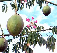 Fruits et fleur