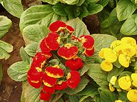 Calceolaria herbeohybrida