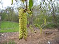 Alnus alnobetula al giardino botanico di Reykjavík