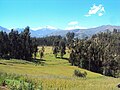 Español: Praderas y bosques rodean a la ciudad de Huaraz