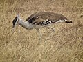 Ngorongoro, Tanzania