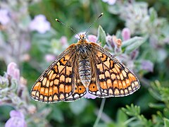 Fluture auriu (Euphydryas aurinia)