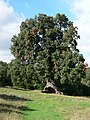 Mendaza, Navarra, Spain. Name: Tres patas - Drei Beine - Three Legs