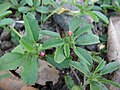 Leaves, flower buds