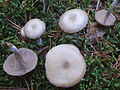 Clitocybe metachroa