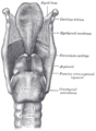 Ligamentos da laringe. Vista posterior