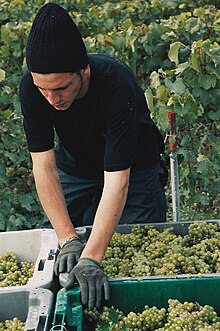 Photographie en couleur montrant un vendangeur en Champagne. Cet opérateur range des caisses plastique grises pleines de raisin blanc sur la remorque d'un tracteur. On distingue les reflets dorés du raisin bien mûr. En arrière plan, un piquet en fer étamé retient les fils de soutien du feuillage de la vigne.