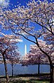 Washington, D.C. Tidal Basin nuduhake kembang ceri kang mekar