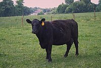 Aberdeen-Angus