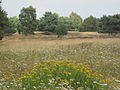 Natuurreservaat Sager Meere, Kleiner Sand und Heumoor