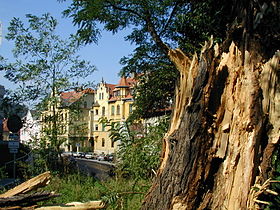 Arbre brisé par un orage