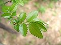 Jilm čínský (Ulmus parvifolia)