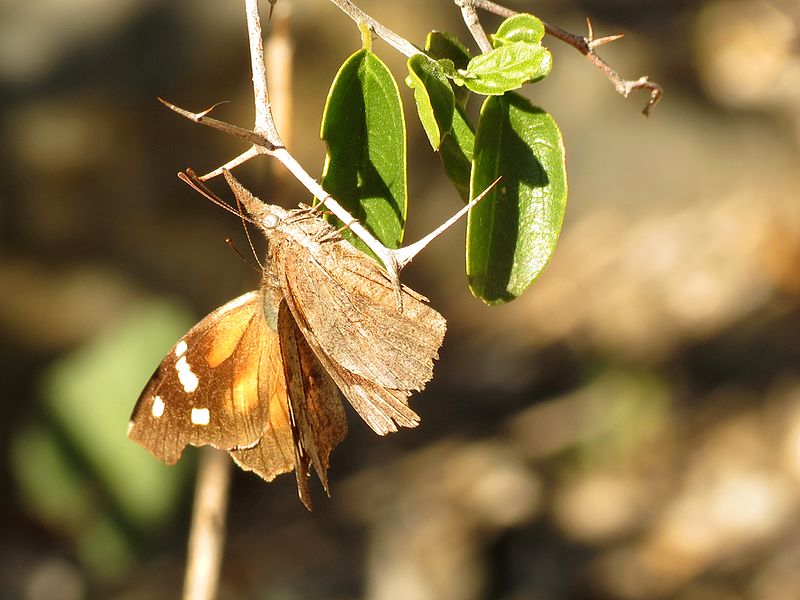 File:American Snout Butterflies Mating - Flickr - treegrow (1).jpg