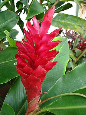 Alpinia purpurata (Zingiberaceae)