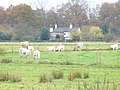 Animals on Westfield Common