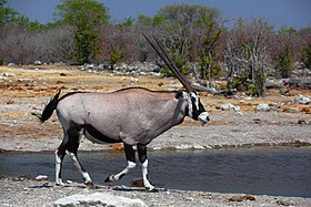 Órix-do-cabo (Oryx gazella)