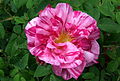 Galska roža 'Rosa Mundi'