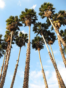 Mexikói Washington-pálma (Washingtonia robusta)