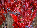 Loubinec pětilistý (Parthenocissus quinquefolia)