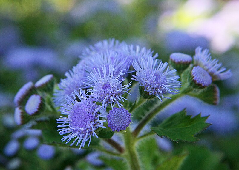 File:Ageratum houstonianum blue.jpg