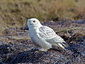 Snowy owl