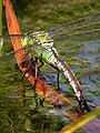 Dragonfly on the Dew pond