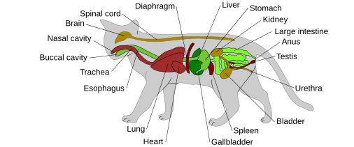 Anatomy scheme