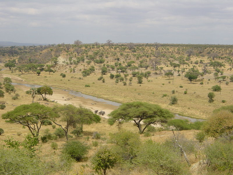 File:Tarangire-Natpark800600.jpg