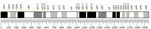 Chromosome 1 (mouse)