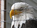 Bald Eagle dalam kurungan.