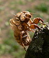 Exuvia de Lyristes plebejus (Scopoli 1763), Var (França)