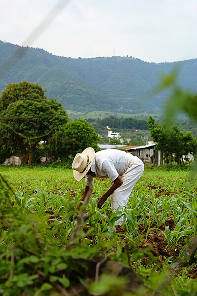 File:Milpa en Edomex.jpg