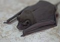 Pallas's mastiff bat